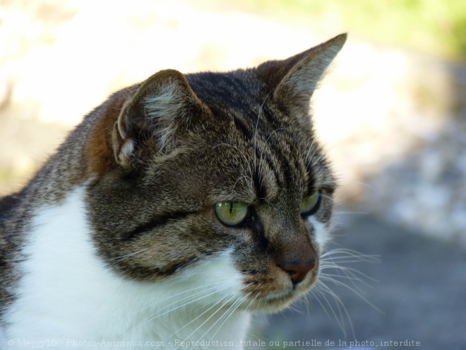 Photo de Chat domestique