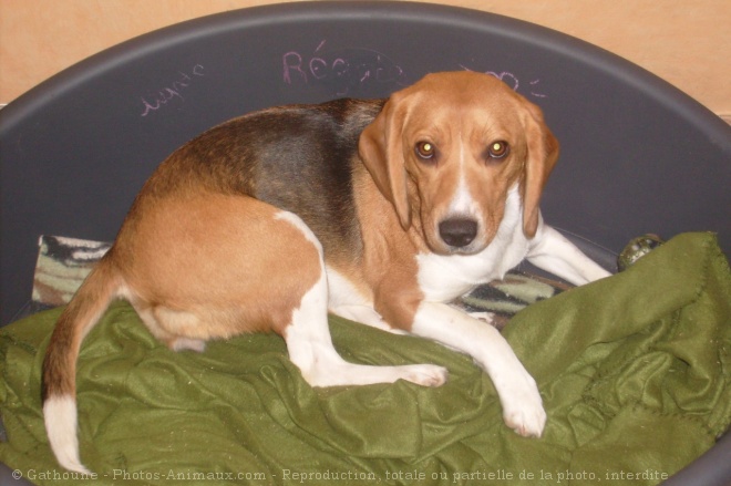 Photo de Beagle