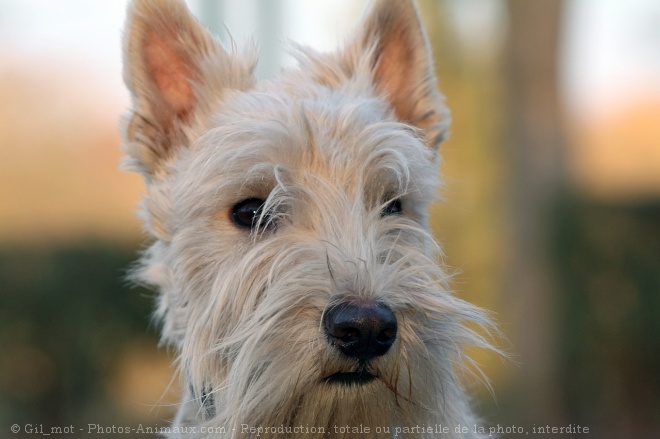 Photo de Scottish terrier