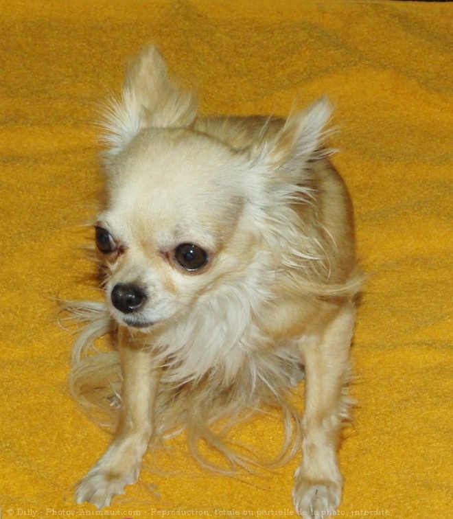 Photo de Chihuahua  poil long