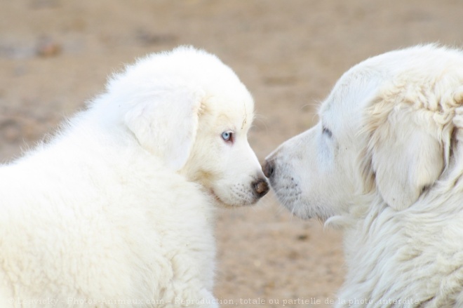 Photo de Chien de montagne des pyrnes