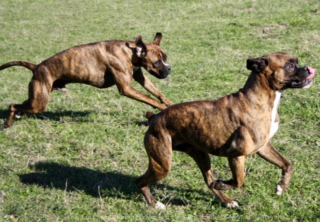 Photo de Boxer