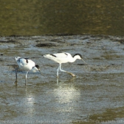 Photo d'Avocette