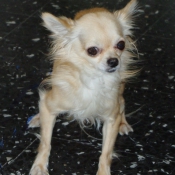 Photo de Chihuahua  poil long