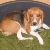 Photo de Beagle