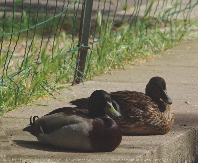 Photo de Canard colvert