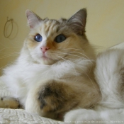 Photo de Ragdoll