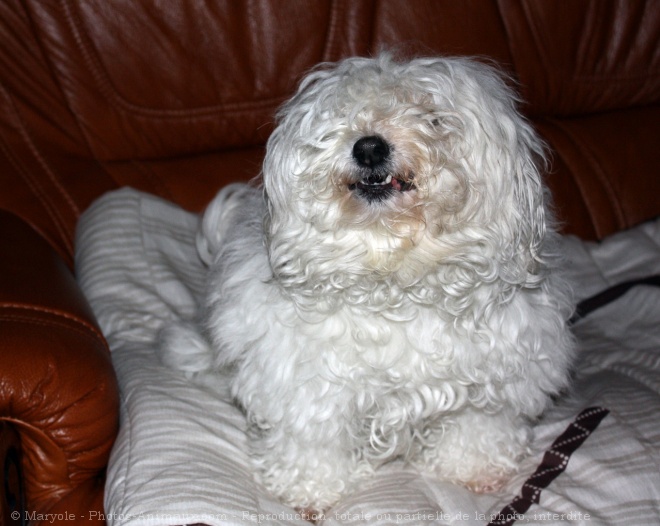 Photo de Coton de tulear