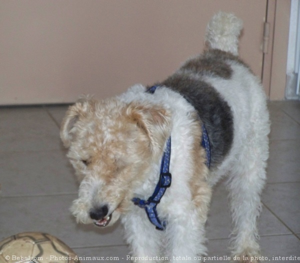 Photo de Fox terrier  poil dur