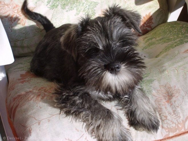 Photo de Schnauzer nain