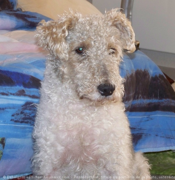 Photo de Fox terrier  poil dur