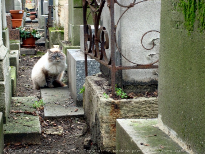 Photo de Chat domestique