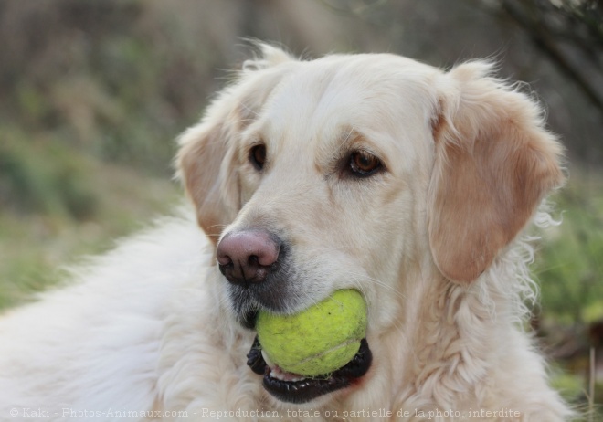 Photo de Golden retriever