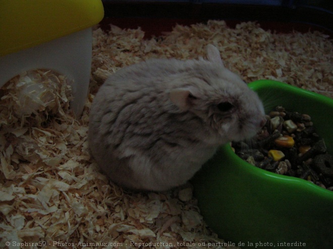 Photo de Hamster