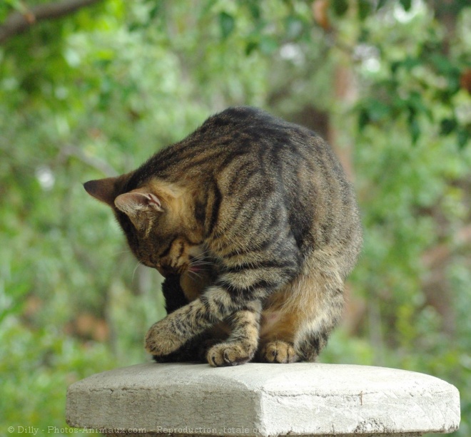 Photo de Chat domestique