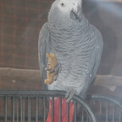 Photo de Perroquet - gris du gabon