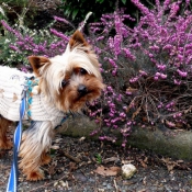 Photo de Yorkshire terrier