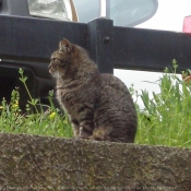 Photo de Chat domestique