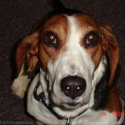 Photo de Basset hound