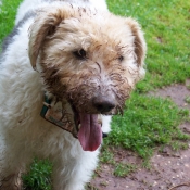 Photo de Fox terrier  poil dur