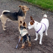 Photo de Yorkshire terrier