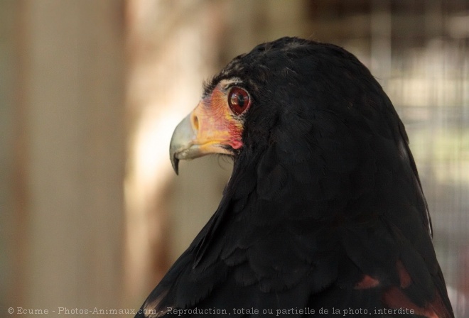 Photo d'Aigle - bateleur des savanes