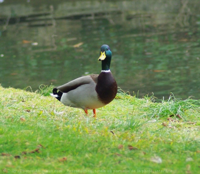 Photo de Canard colvert