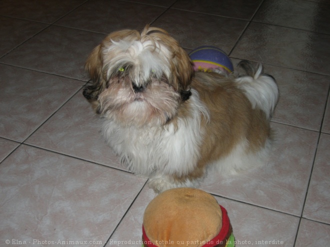 Photo de Shih tzu