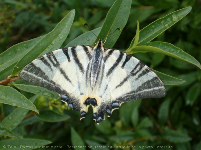 Photo de Papillon - flamb