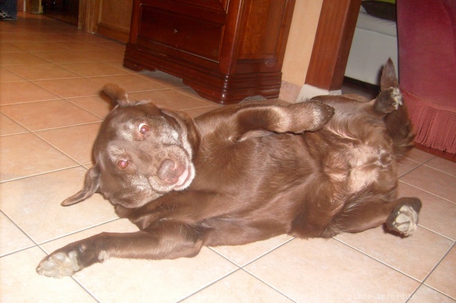 Photo de Labrador retriever