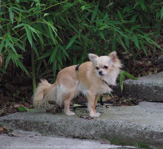 Photo de Chihuahua  poil long