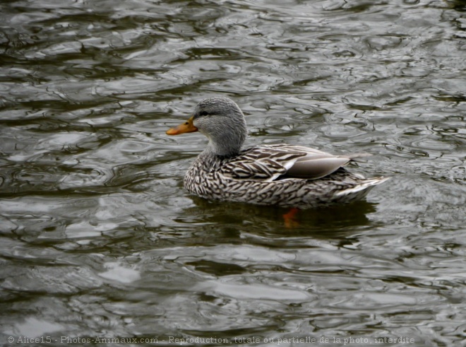 Photo de Canard colvert