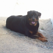 Photo de Rottweiler