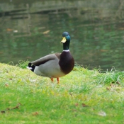 Photo de Canard colvert