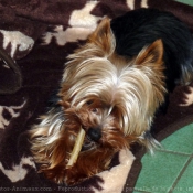 Photo de Yorkshire terrier