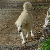 Photo de Golden retriever