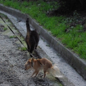 Photo de Chihuahua  poil long