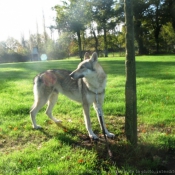 Photo de Chien loup tchcoslovaque