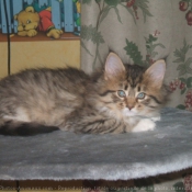 Photo de Maine coon