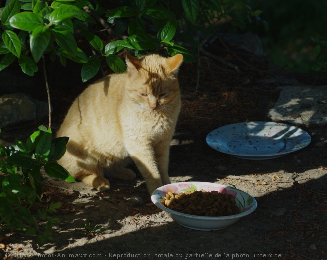 Photo de Chat domestique