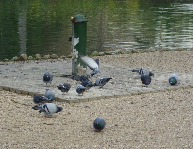 Photo de Pigeon