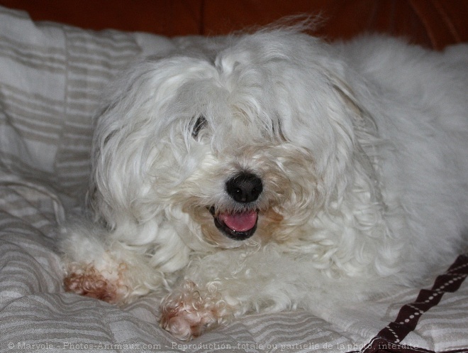 Photo de Coton de tulear