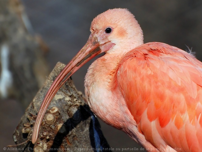 Photo d'Ibis rouge