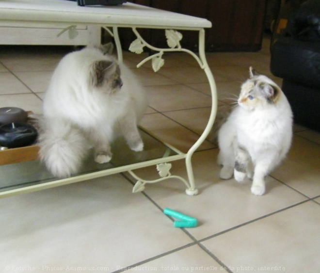 Photo de Ragdoll