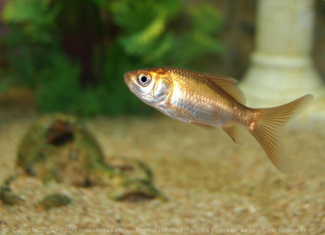 Photo de Poissons rouges