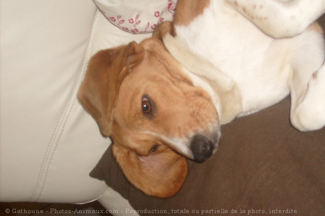 Photo de Beagle