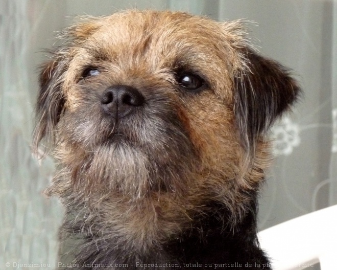 Photo de Border terrier