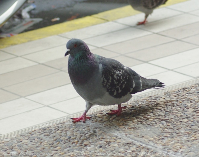 Photo de Pigeon