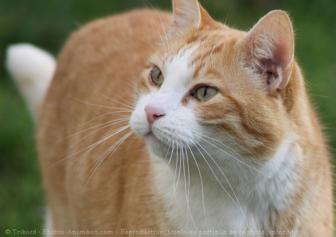 Photo de Chat domestique