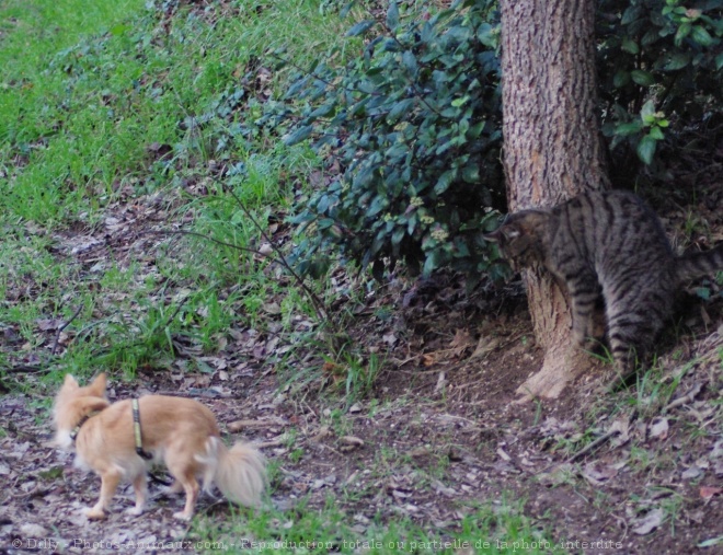 Photo de Chihuahua  poil long